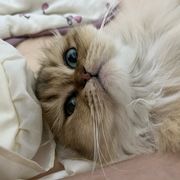 杀死所有欧皇后