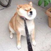 腊鸡咸鱼大狗子