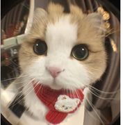 喵～