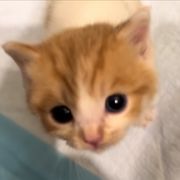 御宅恶魔狗