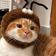 无厘头的吟游诗人