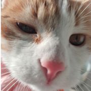 我家豆干是只猫