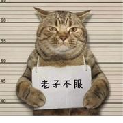 小燕子