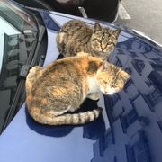 UMR。超级便当人