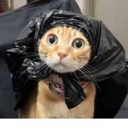 啊polo头