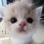 小杨得之