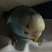 老六