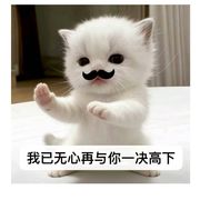 小白