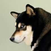 您猜一猜