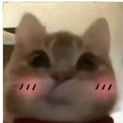 User431860928