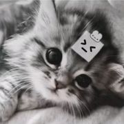 栗子顿茶几
