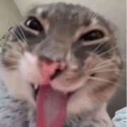蚌埠住了