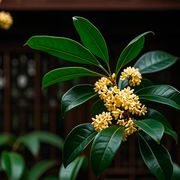 老桂花