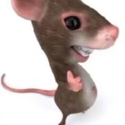想要一只鸠