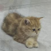 小青蛙