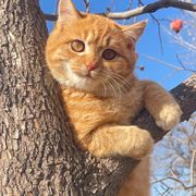 花臂大猫