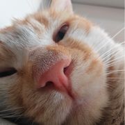 宁教我狗天下人
