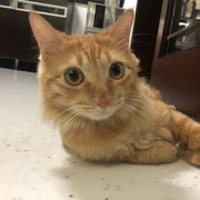 埃达西亚打杂策划