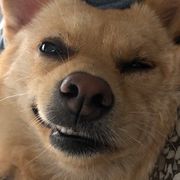 姓秦名毛毛