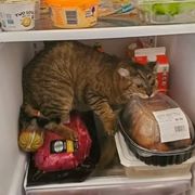 你哪个道上的？