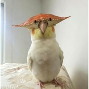 玄天