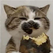 丶大猫