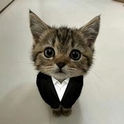 我好像是猫