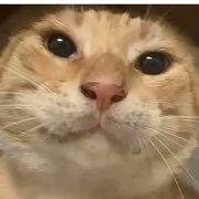 圆头