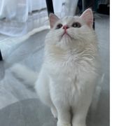 胡歌