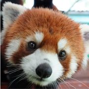 爱玩游戏的小熊猫
