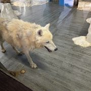 自带BGM的经营玩家