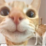 白觉觉