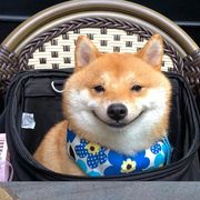 你脑壳包钢