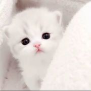 清梦