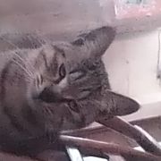 乐乐猫