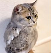 荒凉一生陪嫁衣