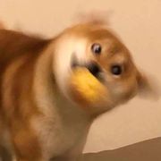 初阳