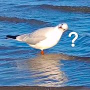 哇哒西瓦