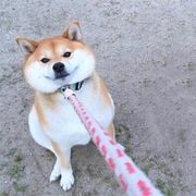 十四维的猫