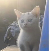 不吃🐟得🐱