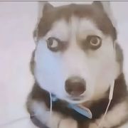 意欲之