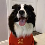 我的狗叫小米粥