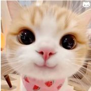 老萌新