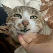 安