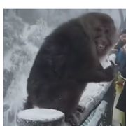 玩物丧智的凤尾