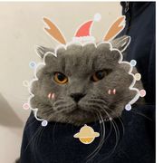 怀中有只猫