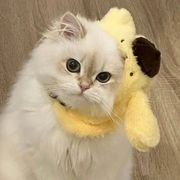 巴洛克有一只兔