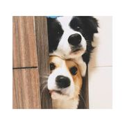 yy