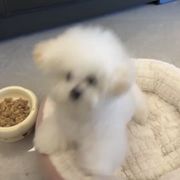 咕噜是只小比熊