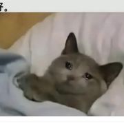 (。-ω-)zzz